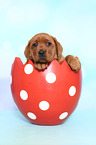 Labrador Retriever Puppy