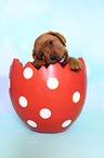 Labrador Retriever Puppy