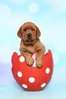 Labrador Retriever Puppy