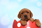Labrador Retriever Puppy