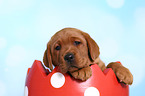 Labrador Retriever Puppy