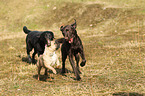 running dogs