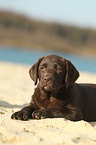 Labrador Retriever Puppy