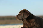 Labrador Retriever Puppy