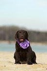 Labrador Retriever Puppy