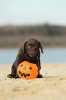 Labrador Retriever Puppy