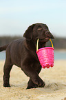 Labrador Retriever Puppy