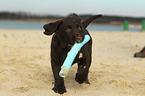 Labrador Retriever Puppy