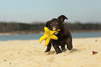 Labrador Retriever Puppy