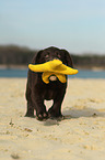 Labrador Retriever Puppy
