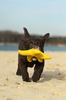 Labrador Retriever Puppy