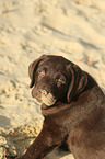 Labrador Retriever Puppy