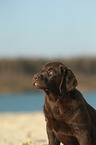 Labrador Retriever Puppy