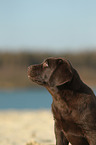 Labrador Retriever Puppy