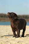 Labrador Retriever Puppy