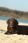 Labrador Retriever Puppy