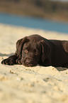 Labrador Retriever Puppy