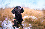 sitting Labrador Retriever