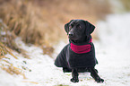 lying Labrador Retriever