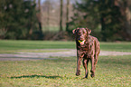 running Labrador Retriever