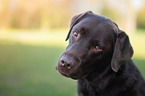 Labrador Retriever Portrait