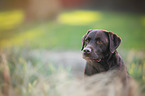 Labrador Retriever Portrait