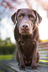 sitting Labrador Retriever