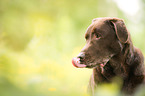 old Labrador Retriever