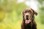 old Labrador Retriever