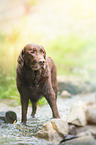 old Labrador Retriever