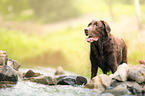 old Labrador Retriever