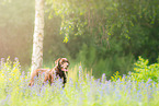 old Labrador Retriever