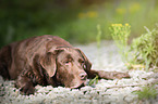 old Labrador Retriever
