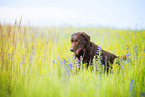 old Labrador Retriever