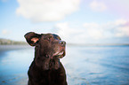 old Labrador Retriever