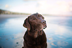 old Labrador Retriever