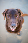 old Labrador Retriever