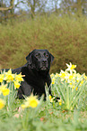 lying Labrador Retriever