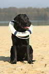 sitting Labrador Retriever