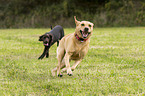 2 dogs