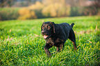 walking Labrador Retriever