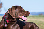 Labrador Retriever Portrait