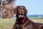 Labrador Retriever Portrait