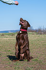 begging Labrador Retriever