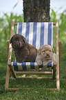 puppies