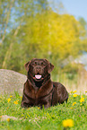 lying Labrador Retriever