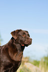 Labrador Retriever Portrait