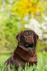 Labrador Retriever Portrait