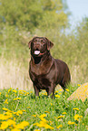 Labrador Retriever
