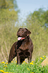 Labrador Retriever